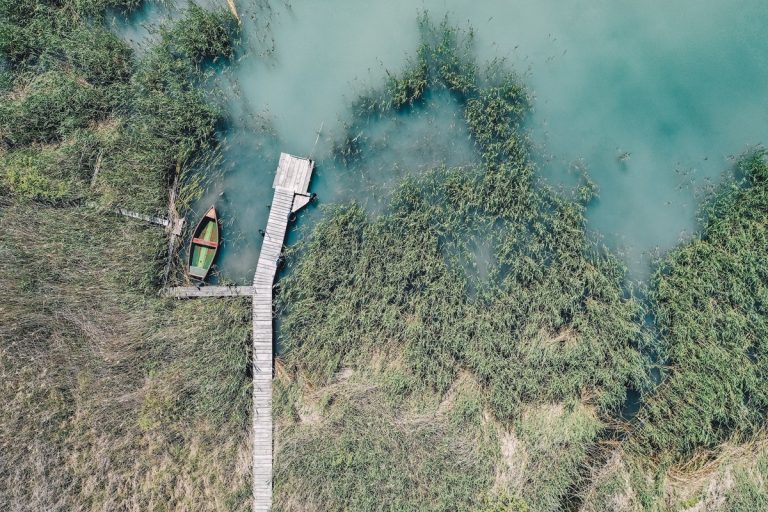 A kánikula újabb következménye: fuldokolnak a vízben a halak