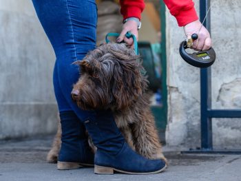Újabb kutyachip-leolvasókat helyez ki a Mol töltőállomásain