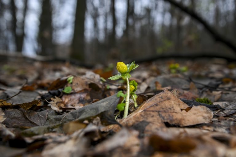 Jöhet a 17 fokos tavaszi hőmérséklet?