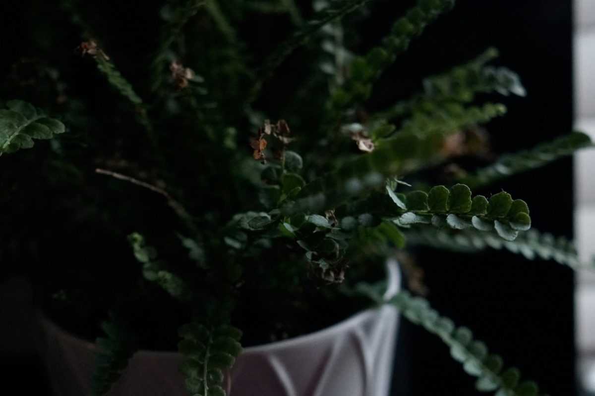 Télen elhervadnak a növények a lakásban? Így tehetünk ellene