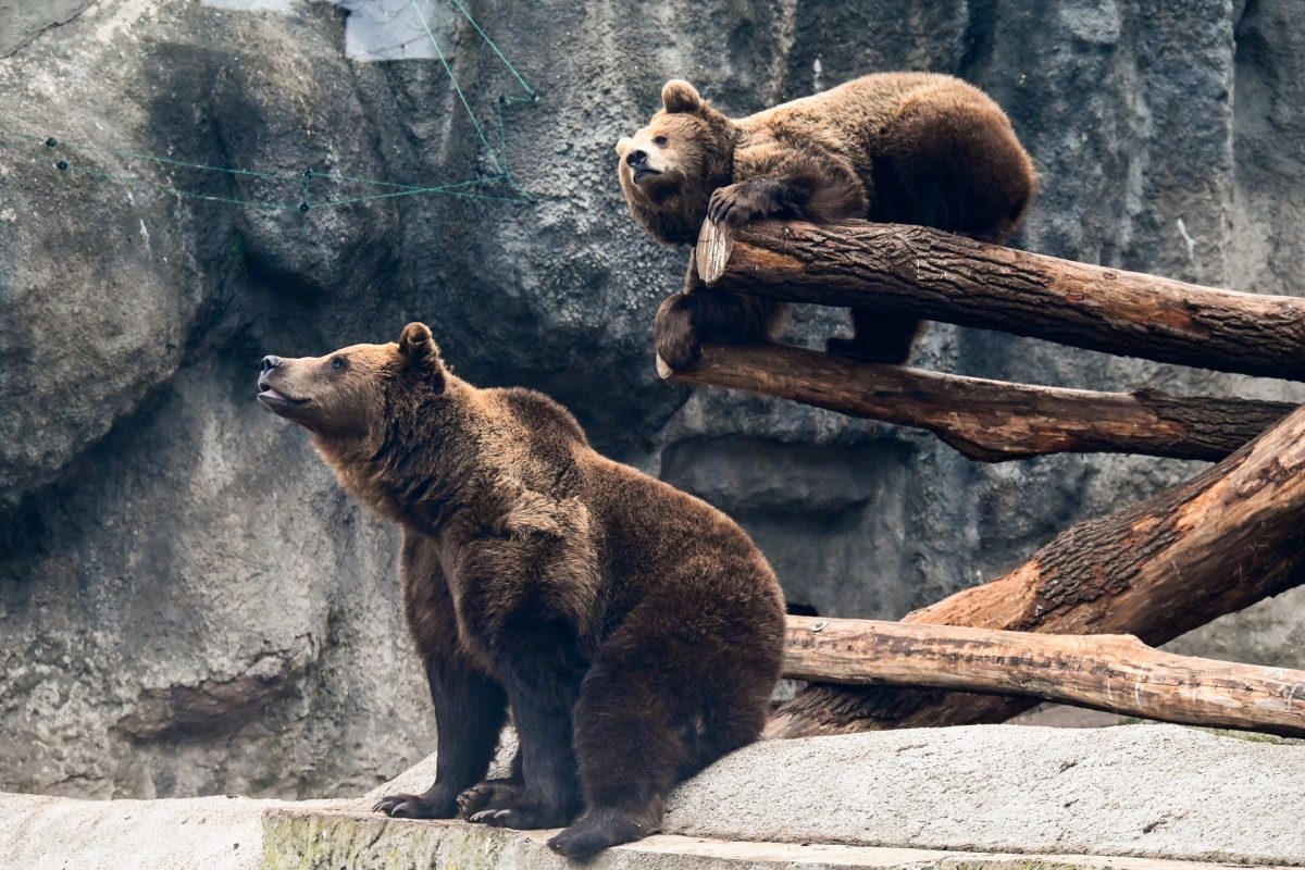 Előbújtak a medvék a Szegedi Vadasparkban, és nem is tértek vissza a medveházba