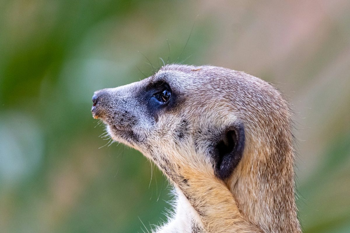 Képesek lehetnek megtanulni egymás nyelvét az állatok?