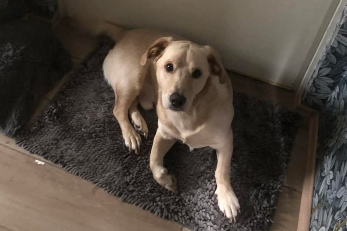 Eltűnt egy kutya, akinek a gazdáját a zebrán gázolták el a XII. kerületben