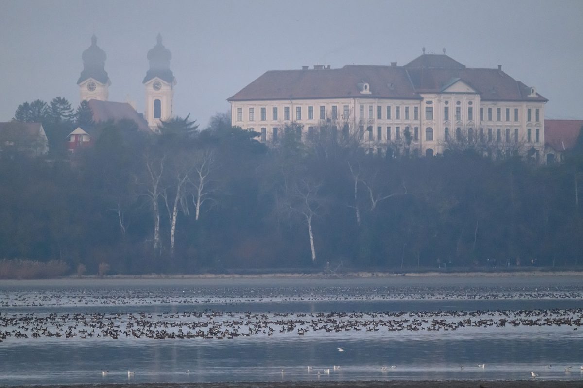 Rovarirtó vegyszerrel mérgezték a halakat Tatán