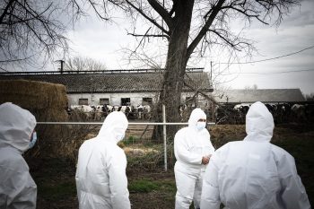 Szlovákiában is megjelent a száj- és körömfájás vírus