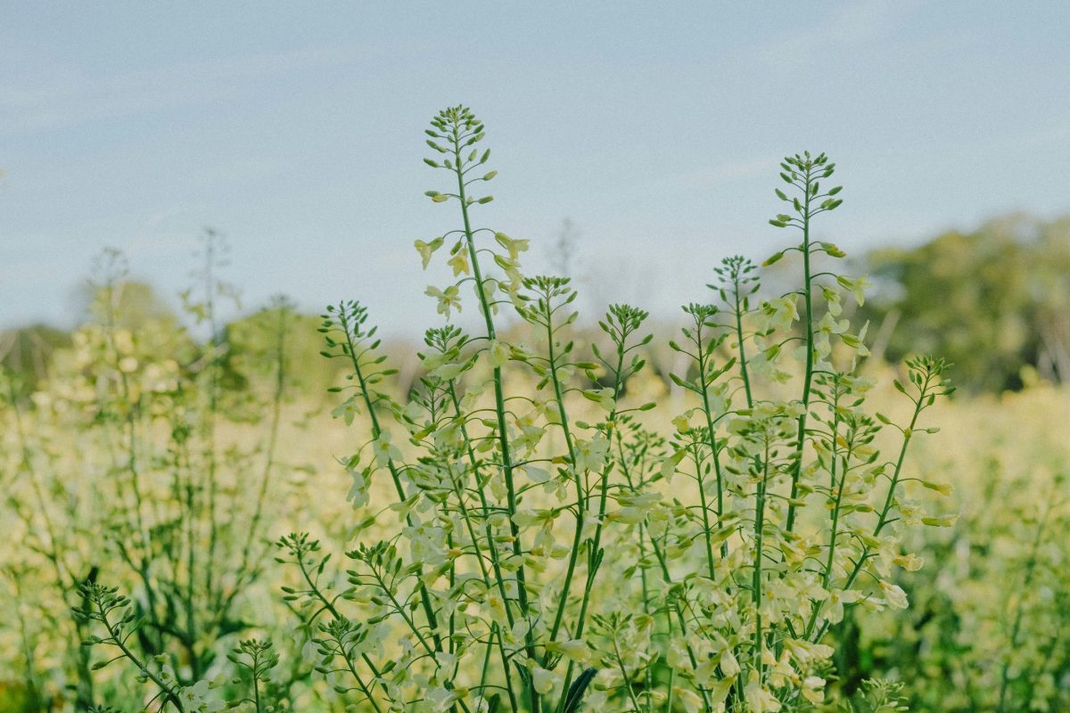 Nagyon jól jönne a szántóföldi növények számára az eső