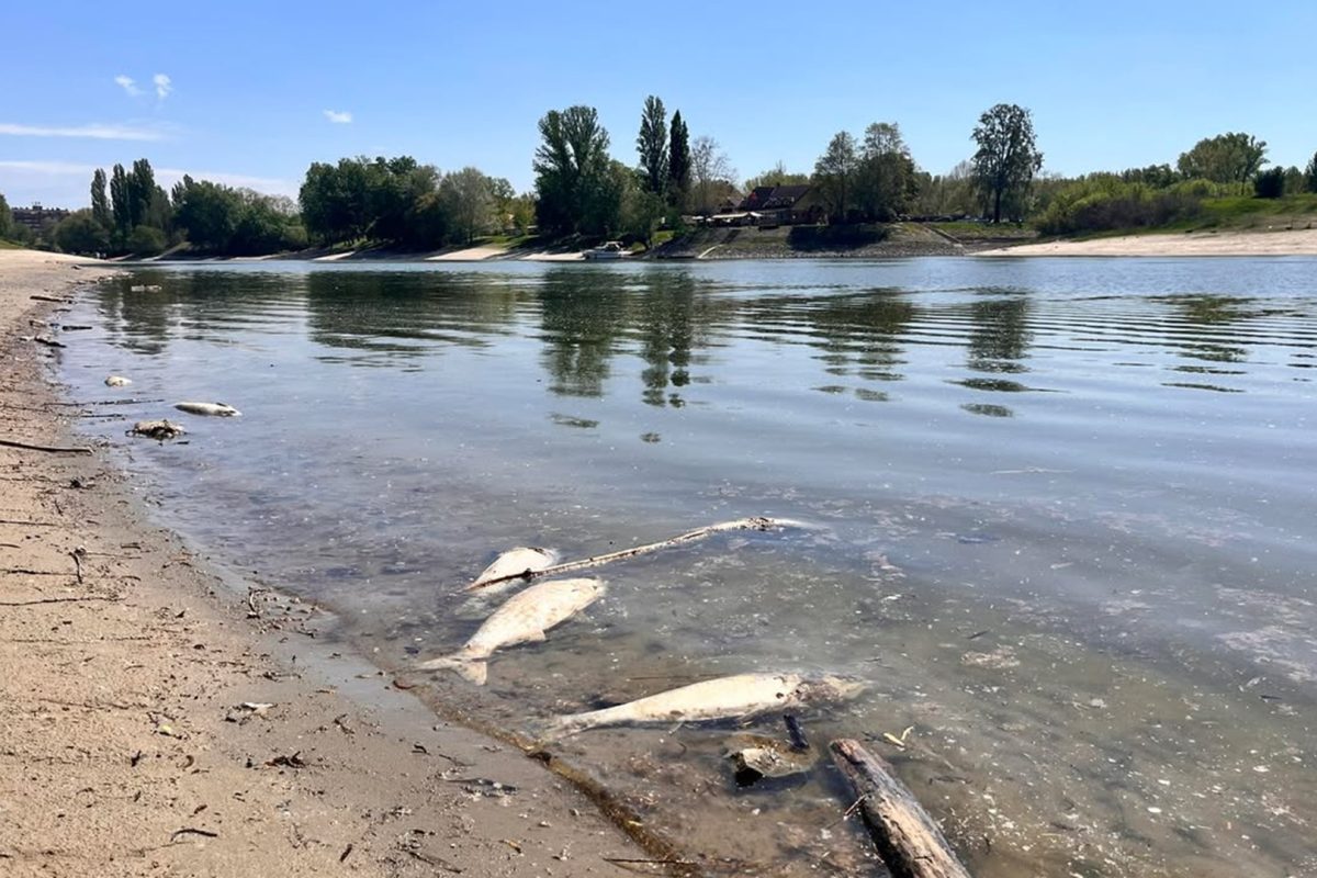 Tömeges halpusztulás történt a Dunában, rengeteg tetemet szedtek össze