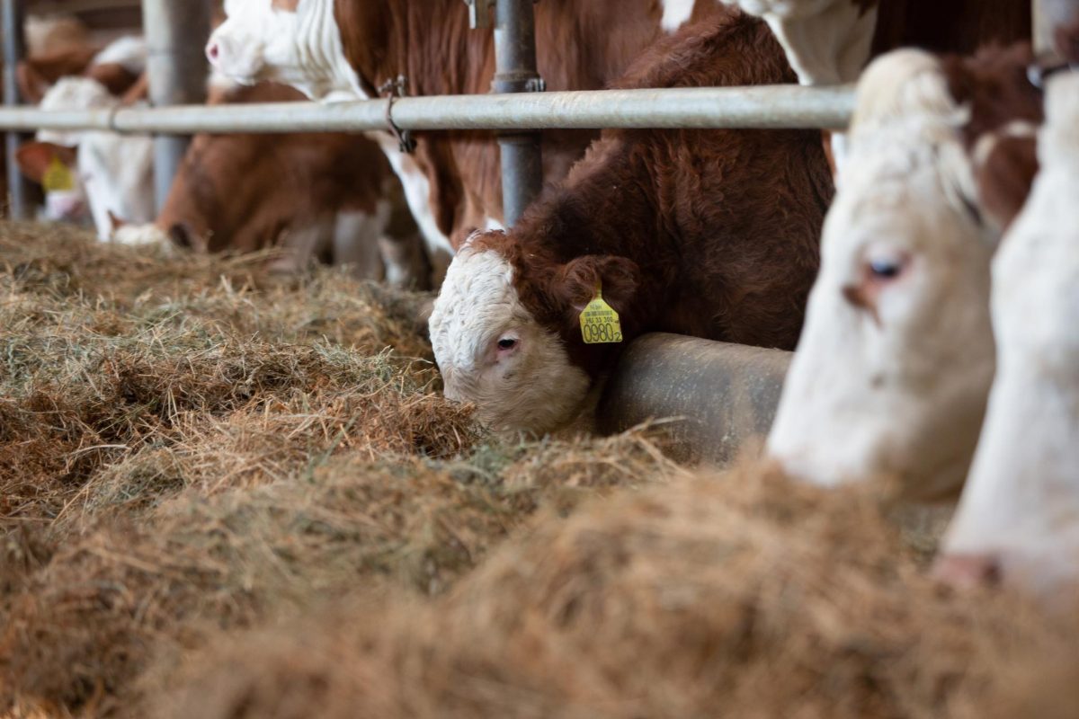 Nagy István friss információkkal szolgált a száj- és körömfájás vírus kapcsán