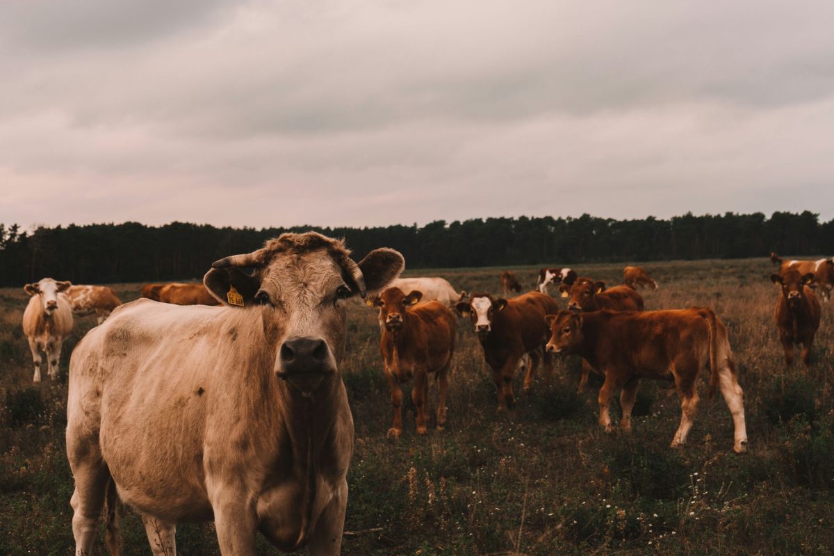 Nyílt levélben szólította fel a kormányt Földi Judit a száj- és körömfájás-járvány kapcsán