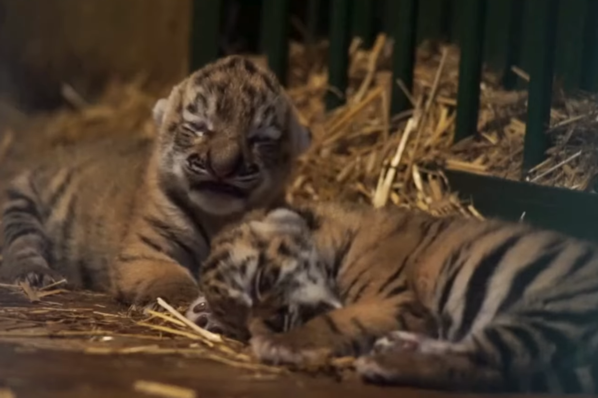 Tündéri tigriskölykök születtek a budapesti állatkertben