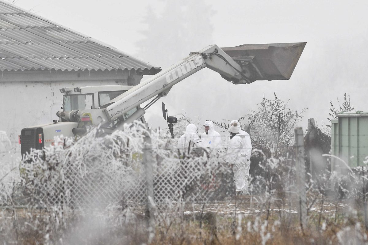 Madárinfluenza miatt felszámolják egy szarvasi pulykatelep teljes állományát