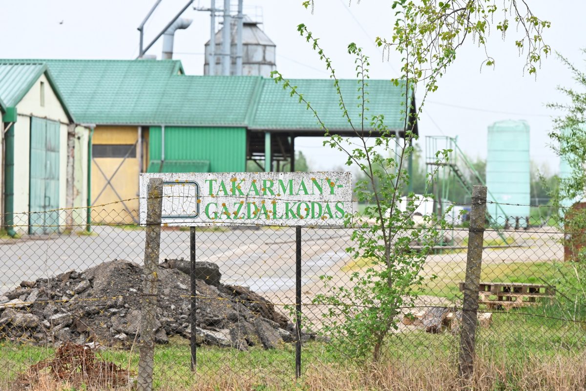 875 szarvasmarhát öltek le a fertőzött rábapordányi állattartó telepen, a sertésállományt is fel kellett számolni