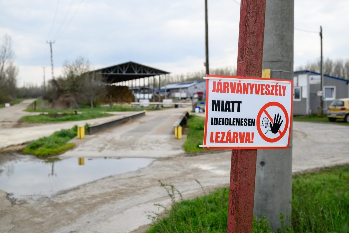 Mentőövet dob a kormány a bajba jutott sertéstartóknak