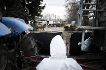 Mintegy 600 tejelő tehén felszámolását készítik elő Rábapordányban a vírus miatt