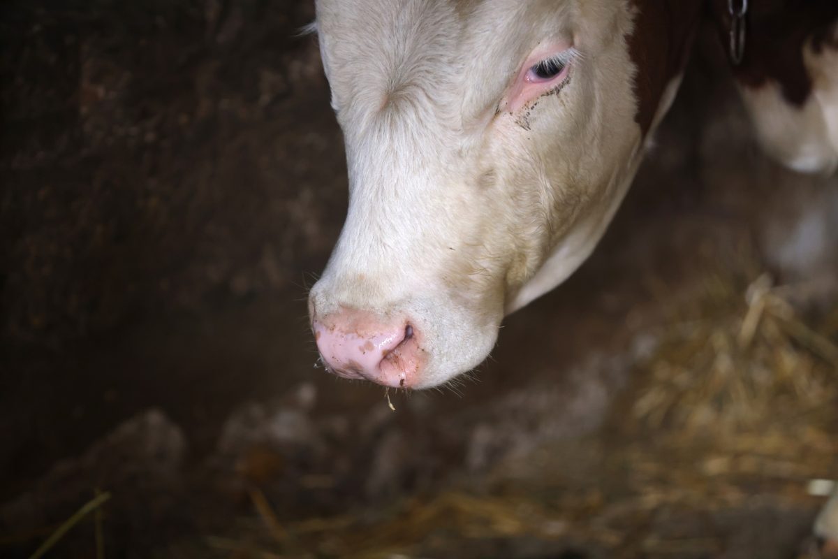 Szigorú biztonsági intézkedések mellett kezdődik a száj és körömfájás miatt leölt szarvasmarhák elszállítása