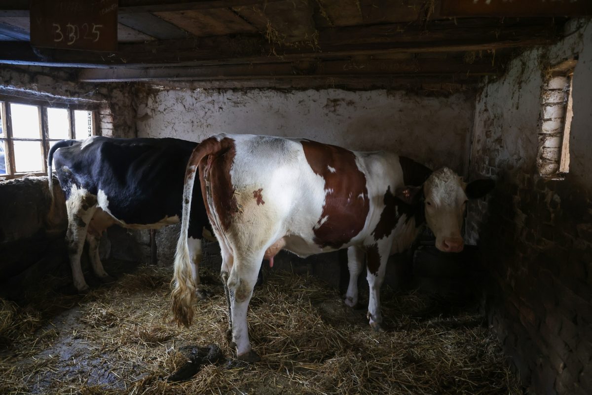 Több ezer tüntető tiltakozik a szarvasmarha-tetemek elhelyezése ellen Jánossomorján