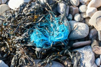 Új eljárással tisztítható meg a vér a mikroműanyagoktól