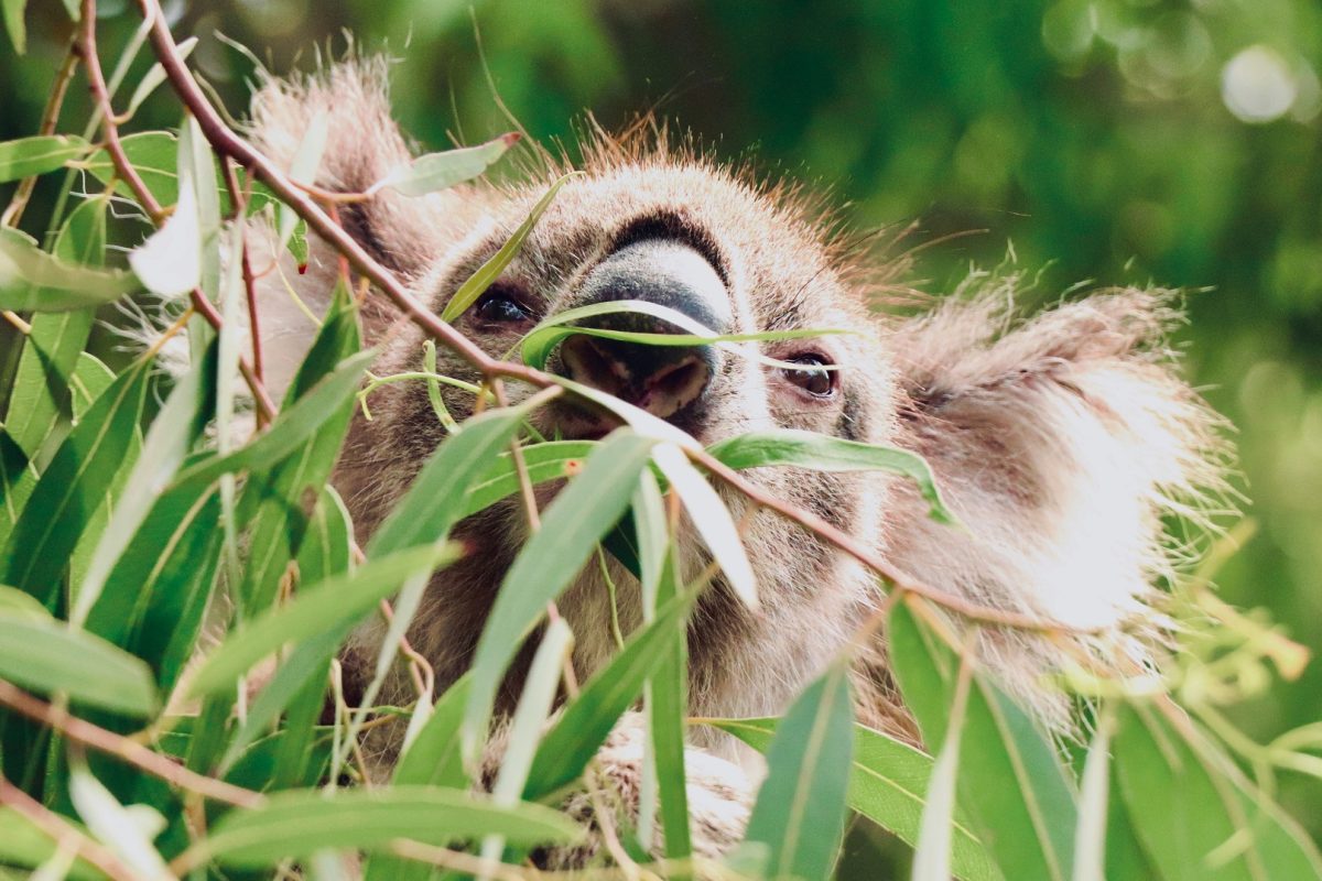 Hétszáz koalát kellett elaltatni Ausztráliában a bozóttüzek következményei miatt