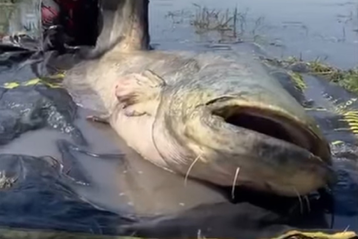 Megdőlt a magyar rekord, gigantikus harcsát fogtak ki a hosszú hétvégén