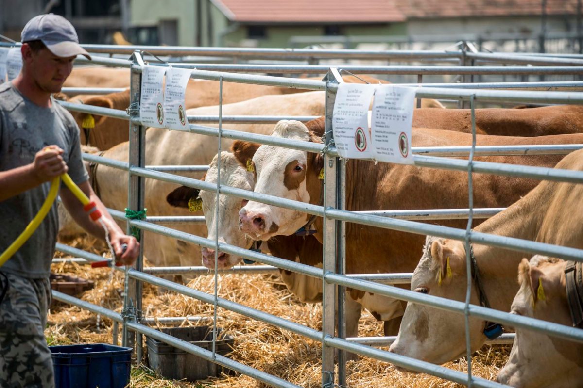 Száj- és körömfájás: óvatos enyhítés a korlátozáson kívüli területeken