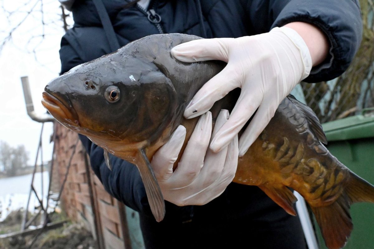437 ezer forintos bírság és 21 hónapos eltiltás egy 19 kilós ponty miatt a Balatonon