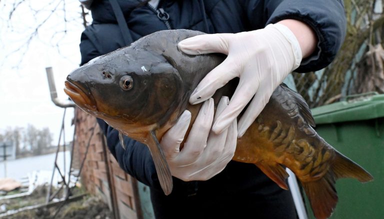 437 ezer forintos bírság és 21 hónapos eltiltás egy 19 kilós ponty miatt a Balatonon