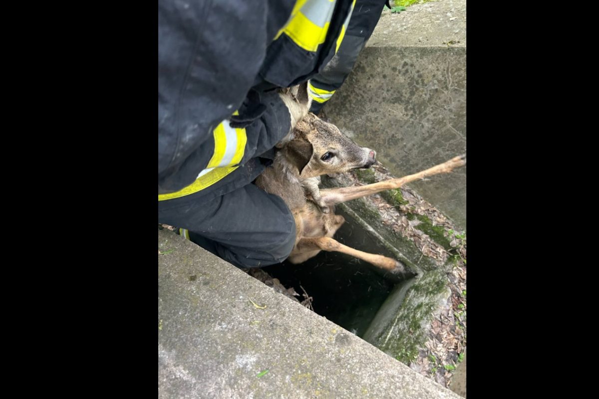 Négy méter mély betonveremből mentették ki a bajba jutott őzet