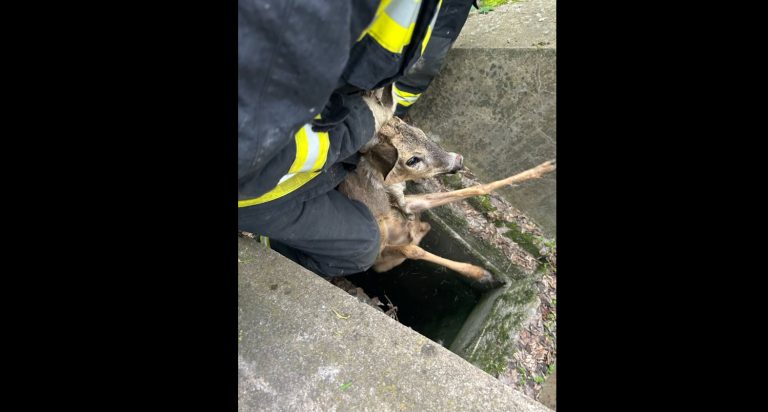Négy méter mély betonveremből mentették ki a bajba jutott őzet