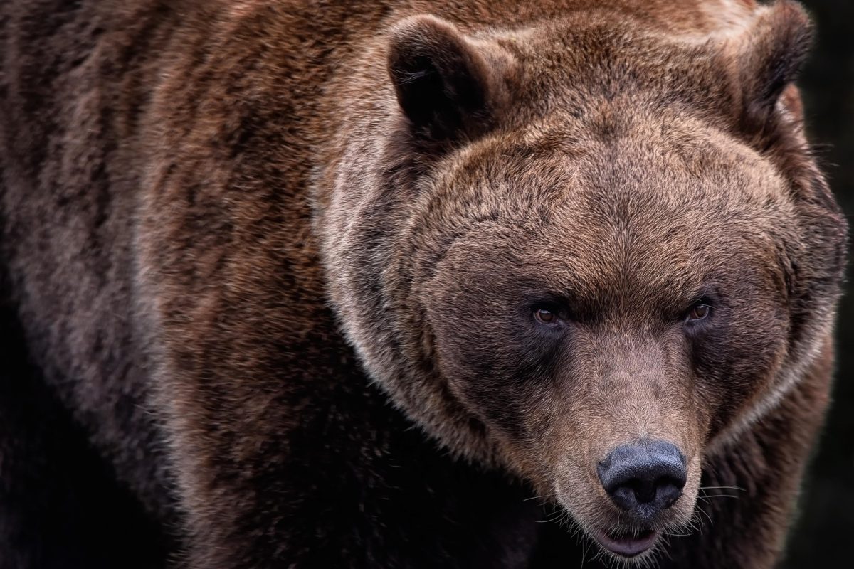 Videón, ahogy egy anyagrizzly védelmezi bocsát egy farkastól