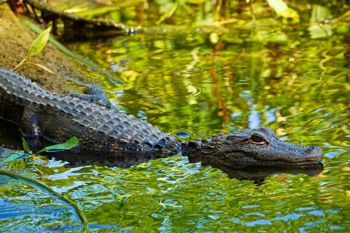 36 órát töltöttek aligátorok között, miután lezuhant az őket szállító repülőgép