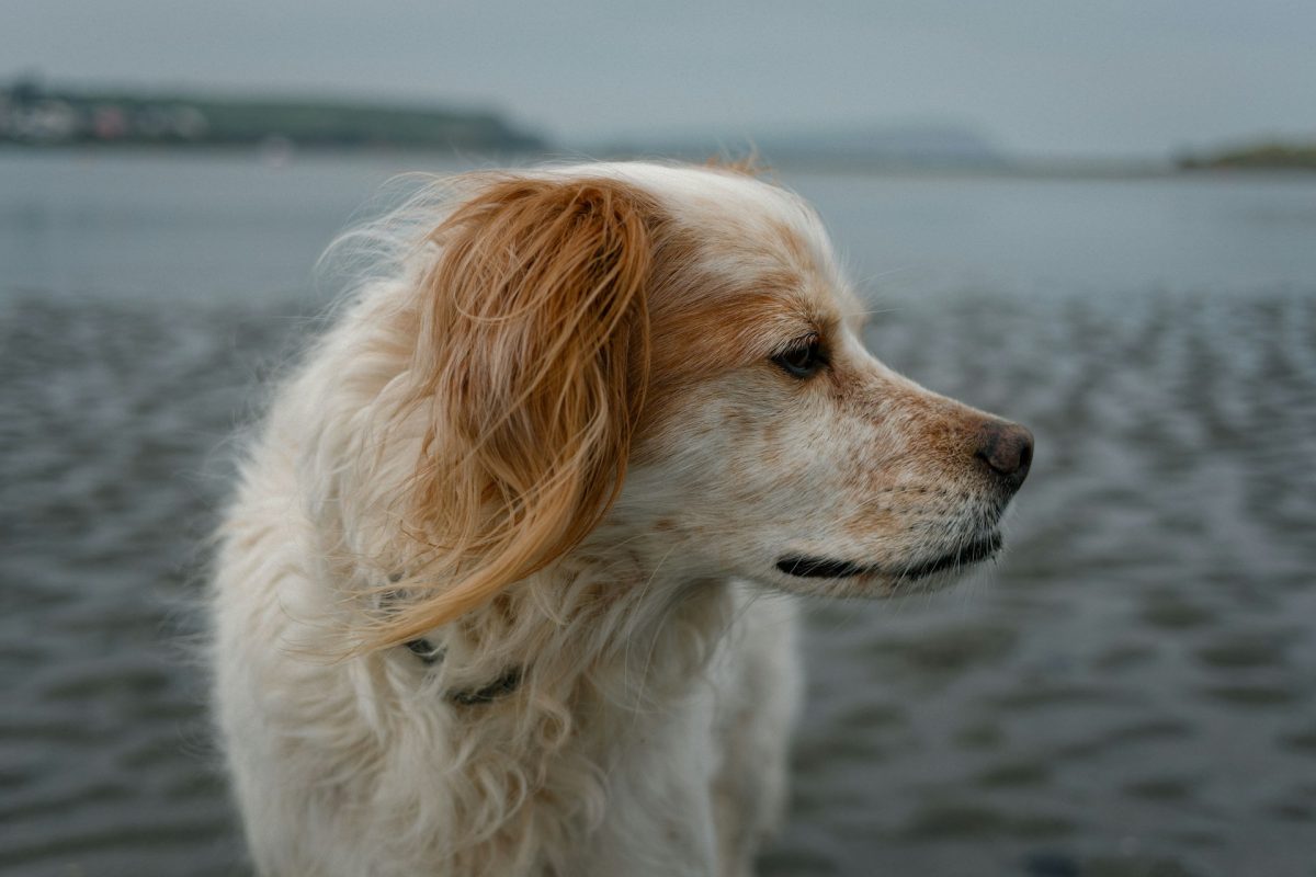 Jó hír a kutyásoknak, gyarapodott a hazai kutyabarát strandok száma