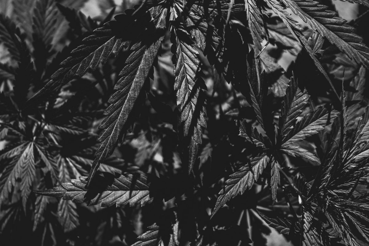 UNESCO-helyszínen semmisítettek meg egy mintegy 30 ezer tőből álló marihuánaültetvényt