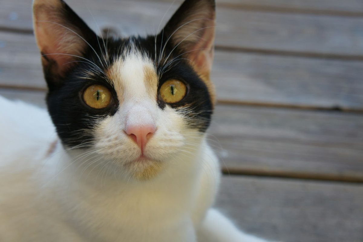 Drogcsempész macskát kaptak el egy Costa Rica-i börtönnél