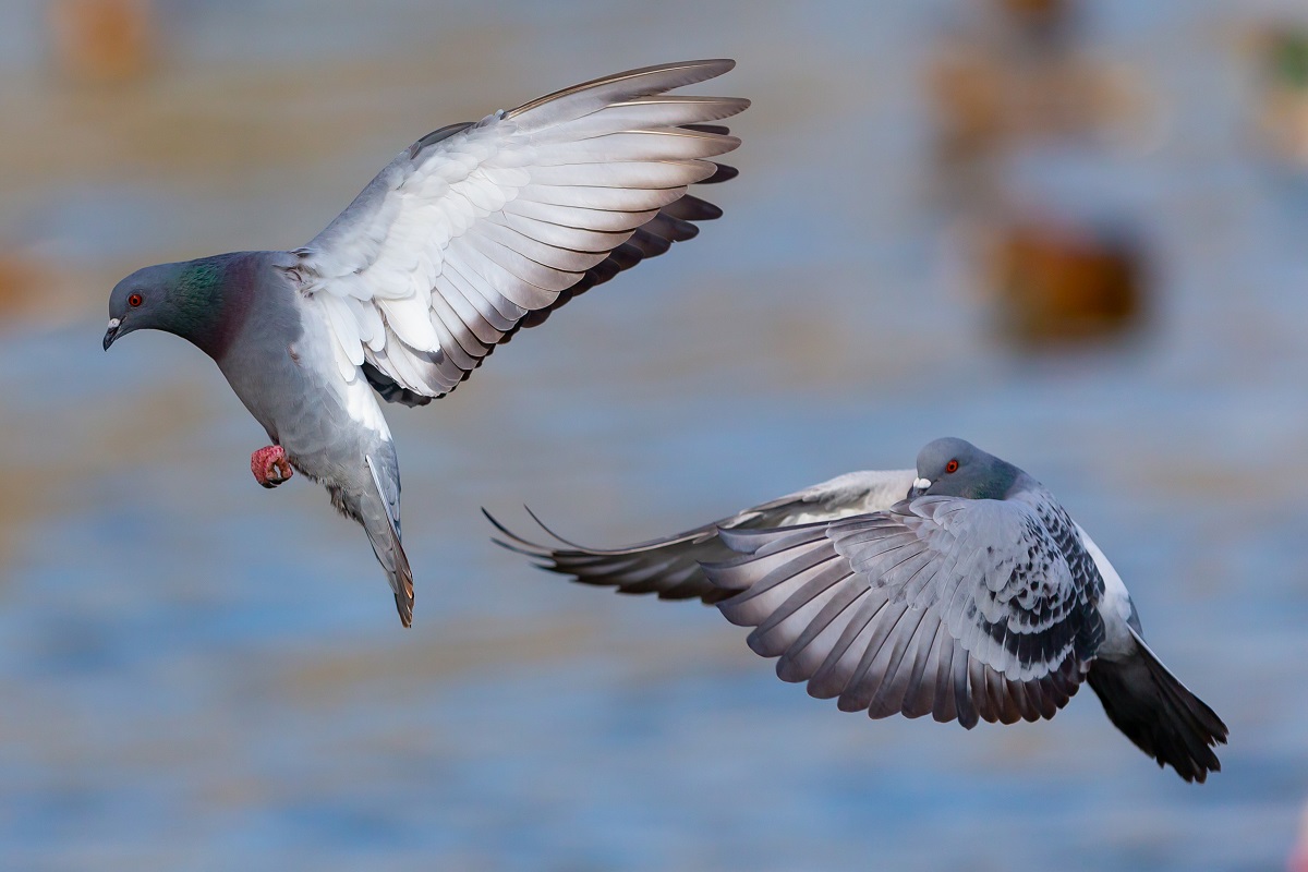 Igazi galambinvázió zajlik az egyik legismertebb magyar településen