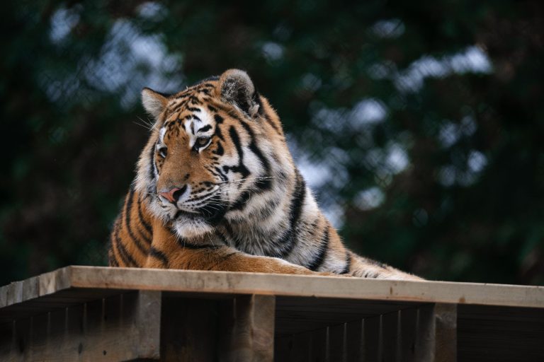 Esti kalandokkal csábít a Szegedi Vadaspark szombaton