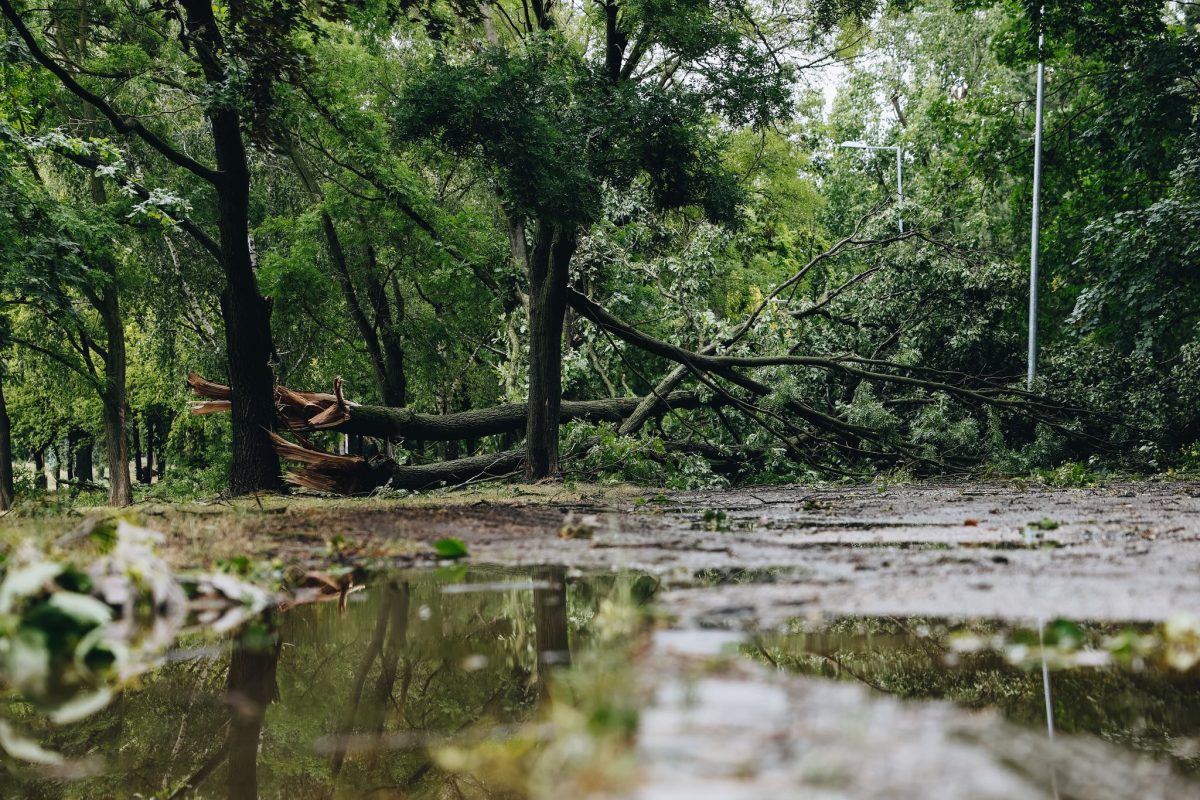Továbbra sem látogatható az Óbudai-sziget a viharkárok miatt