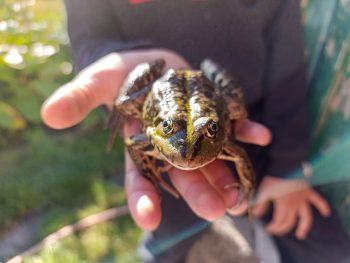 Békamentő projekt indul Erdély legdrágább panorámaútján