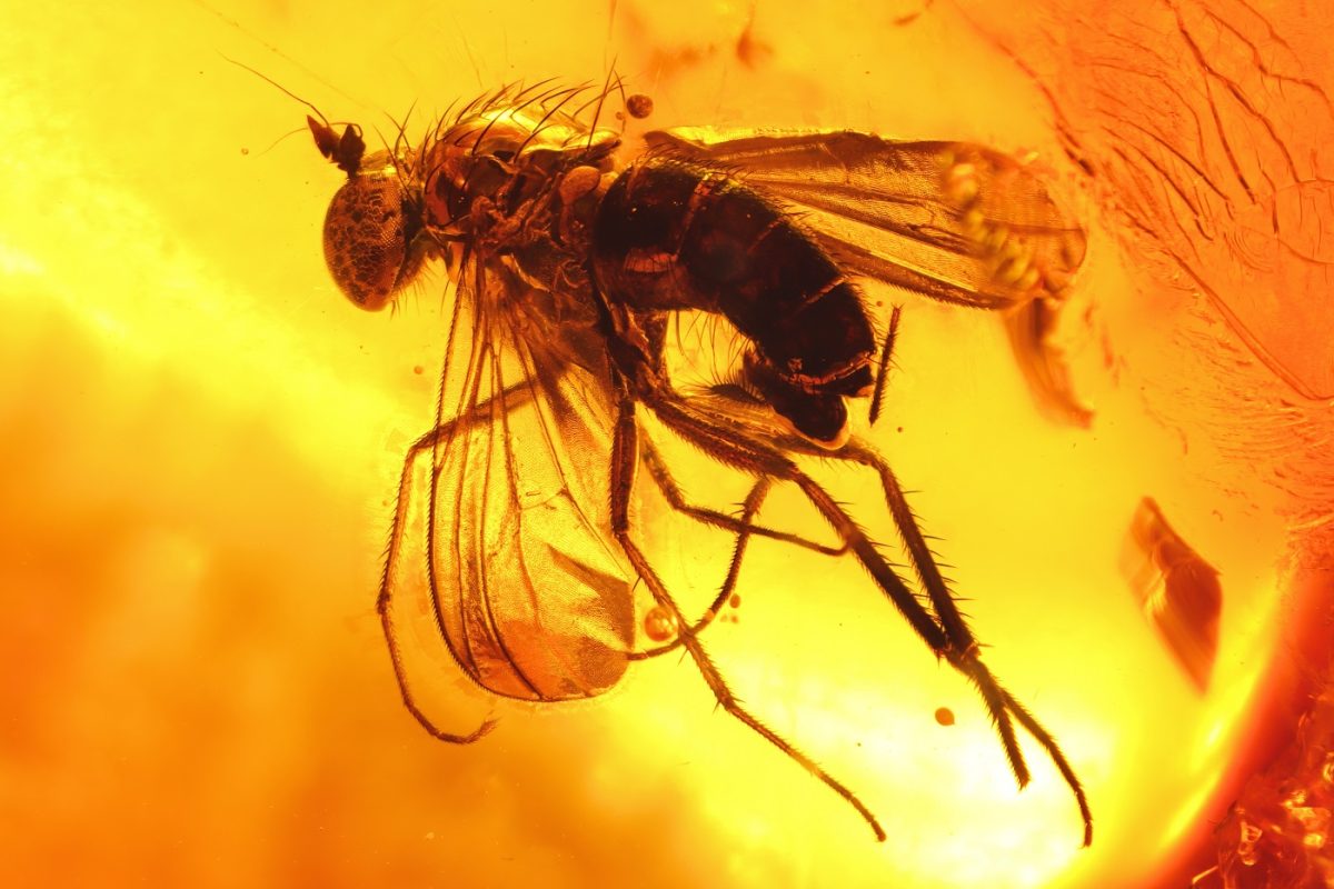 100 millió éves „zombigombát” találtak egy borostyánban konzerválva