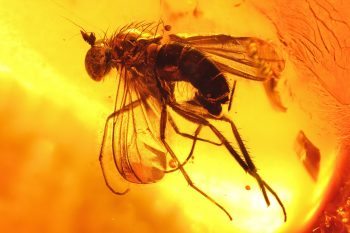 100 millió éves „zombigombát” találtak egy borostyánban konzerválva