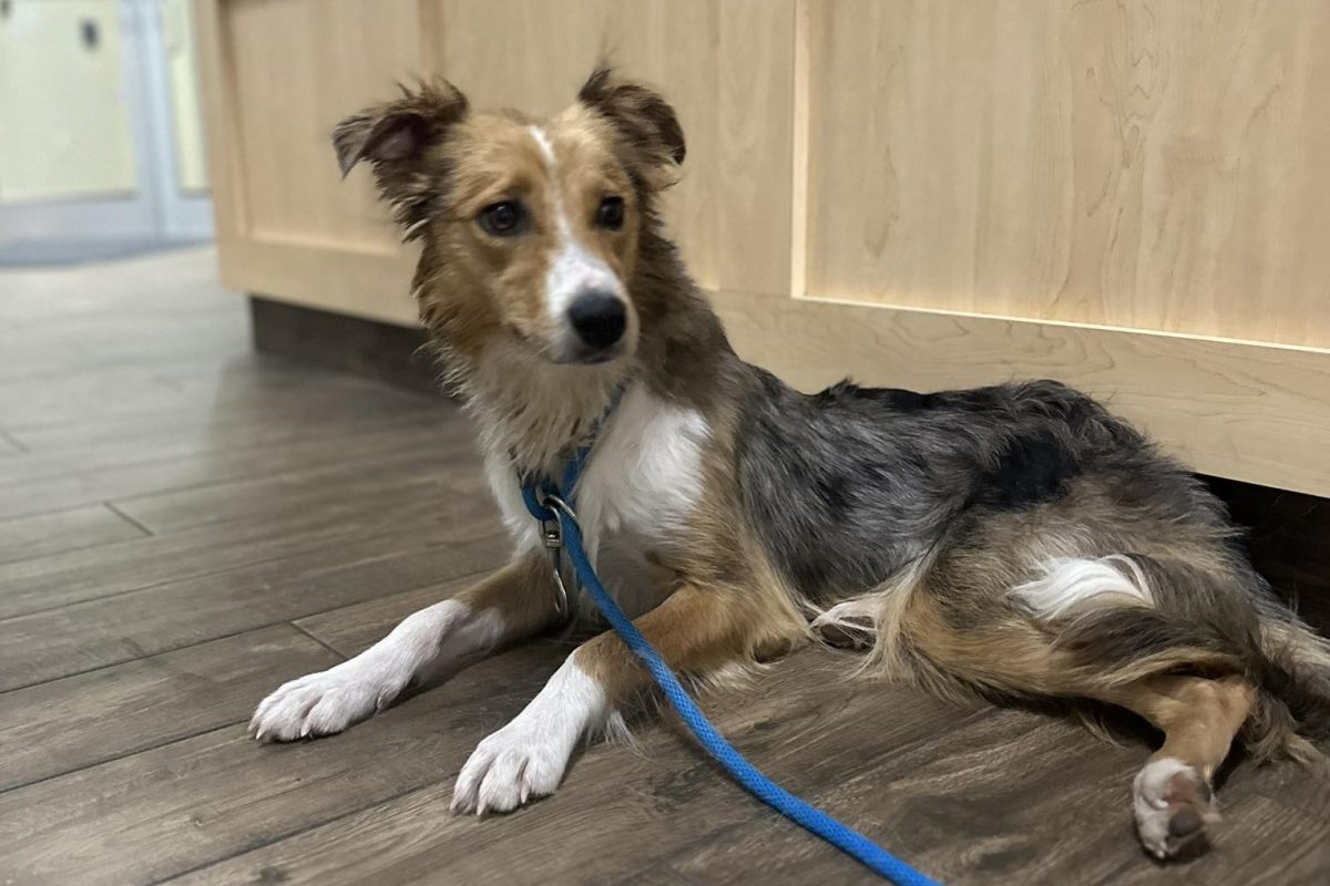 Napokon át menekült és éhezett egy kutya vödörrel a fején, óriási mentőakció indult érte