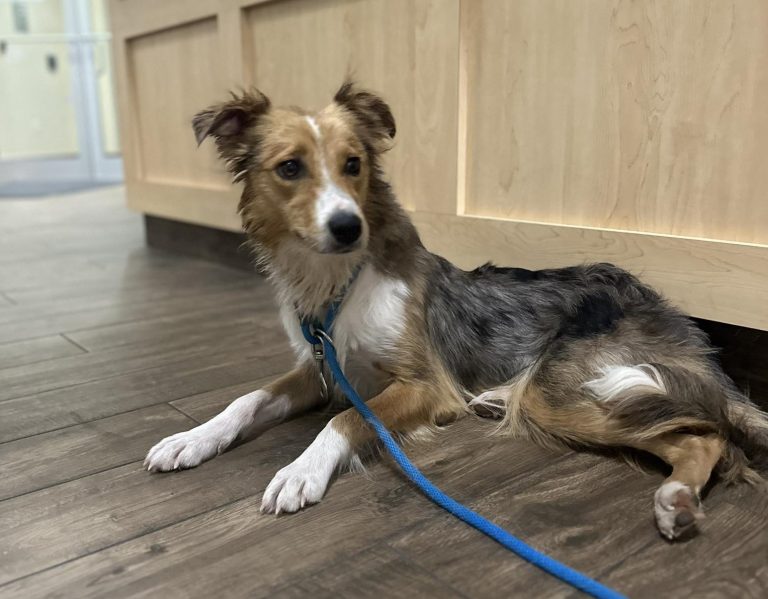 Napokon át menekült és éhezett egy kutya vödörrel a fején, óriási mentőakció indult érte