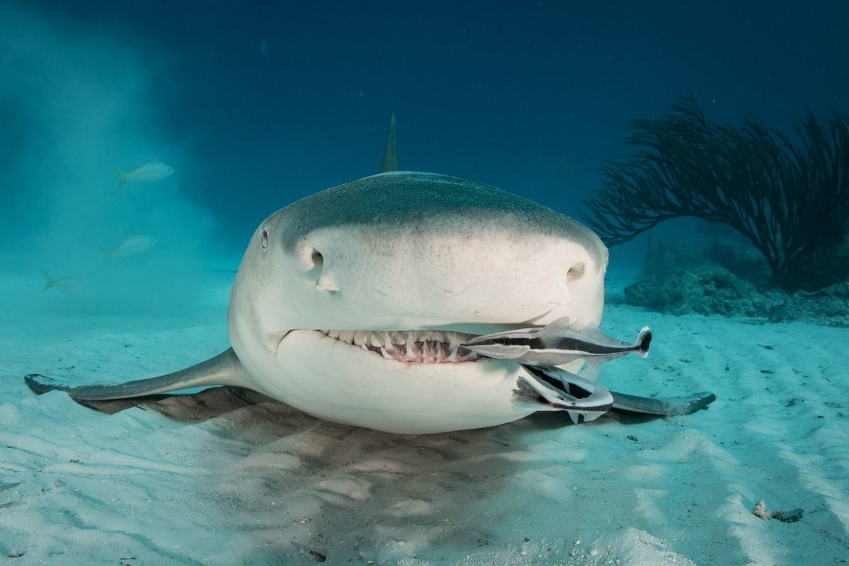 Cápatámadás lett a fotózkodásból – lecsapott a karma egy cápavadász horgászra