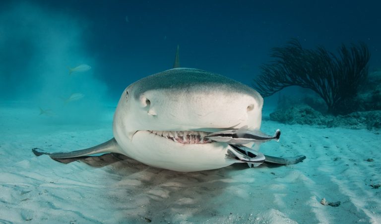 Cápatámadás lett a fotózkodásból – lecsapott a karma egy cápavadász horgászra