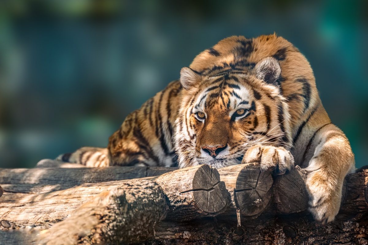 Éjszakai élmények Debrecenben, jön az állatkertek éjszakája
