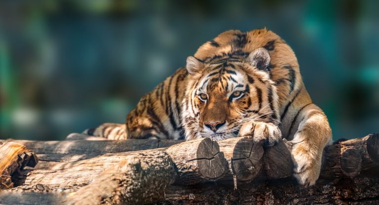 Éjszakai élmények Debrecenben, jön az állatkertek éjszakája