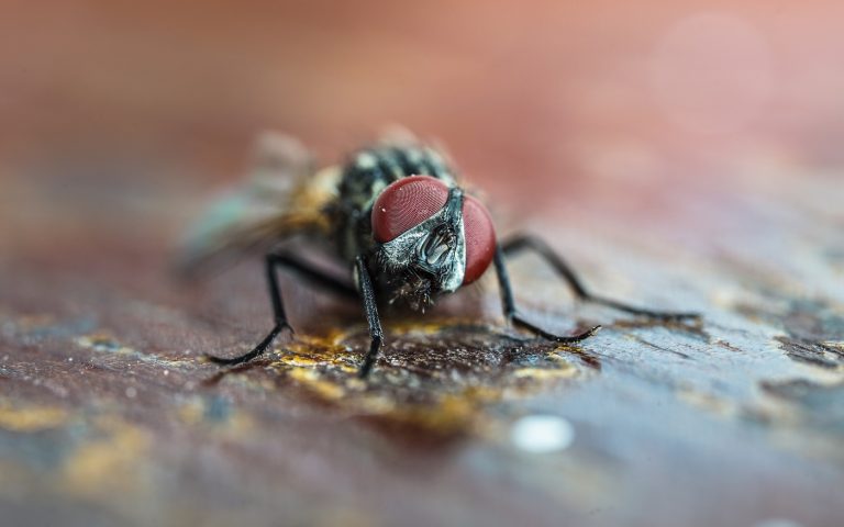 Megtörtént az első emberi húsevő csavarféreg-fertőzés az Egyesült Államokban