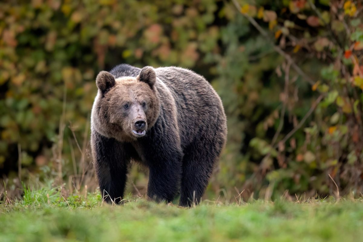 Borzalmas medvetámadás – 91 méteren át vonszolta a medve a 36 éves háromgyermekes anyát