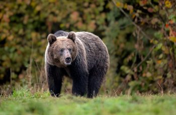Borzalmas medvetámadás – 91 méteren át vonszolta a medve a 36 éves háromgyermekes anyát