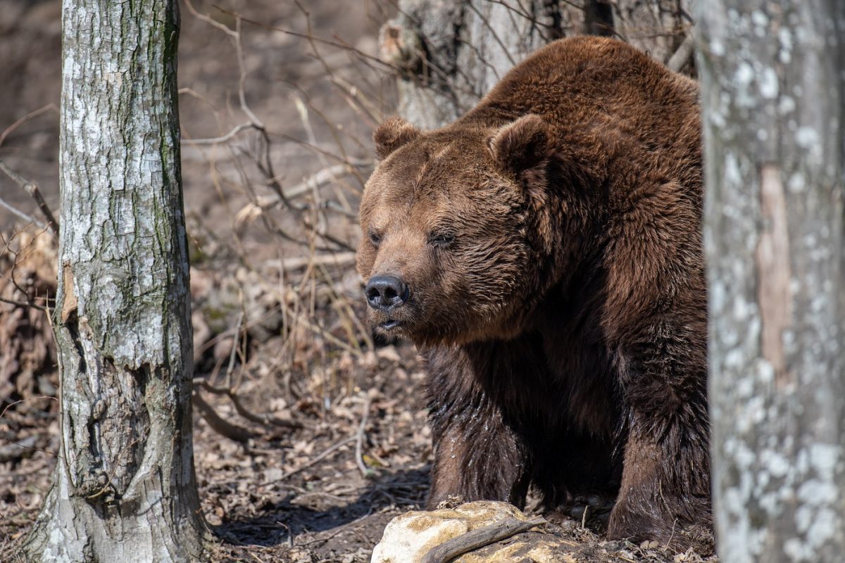 Halálos medvetámadás helyett gyilkosság, lebukott a gyilkos