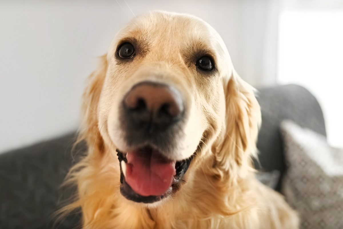 Véradó hős lett egy golden retriever – rajonganak érte az interneten